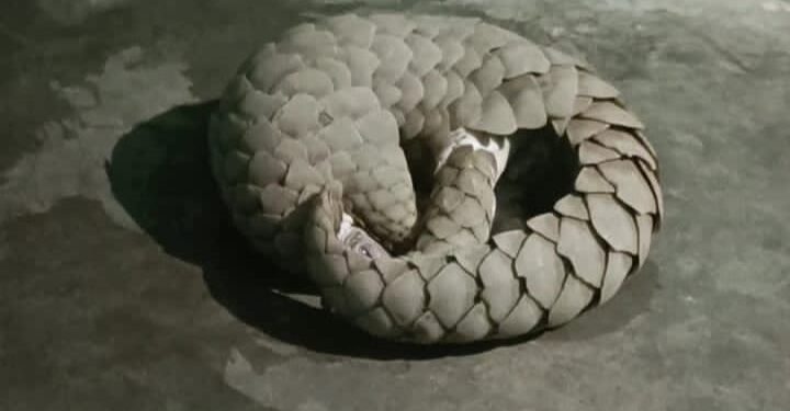 ବଜ୍ରକାପ୍ତା ସହ ଜଣେ ଅଭିଯୁକ୍ତ ଅଟକ