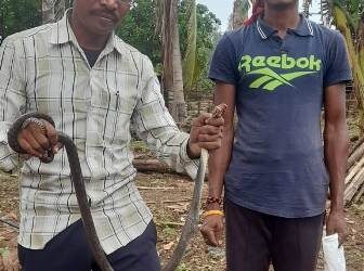 ଉଦ୍ଧାର କରି ନାଗସାପକୁ ଜଙ୍ଗଲରେ ଛାଡିଲେ ଦଣ୍ଡାବାଡି ଭିଏଲଡବ୍ଲୁ