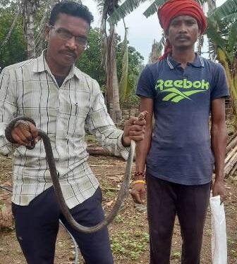 ଉଦ୍ଧାର କରି ନାଗସାପକୁ ଜଙ୍ଗଲରେ ଛାଡିଲେ ଦଣ୍ଡାବାଡି ଭିଏଲଡବ୍ଲୁ