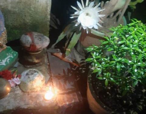 ଅବସର ପ୍ରାପ୍ତ ପ୍ରଧାନ ଶିକ୍ଷକ ଙ୍କ ଘର ଅଗଣାରେ ଫୁଟିଲା ବ୍ରହ୍ମ କମଳ ପୁଷ୍ପ – ନୂଆଗାଁ