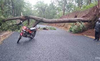 ଲଗାଣ ବର୍ଷାରେ ଗଛ ପଡି ଗୁପ୍ତେଶ୍ୱର ରାସ୍ତା ଅବରୋଧ : ନିଘୋଡନିଦ ରେ ସୋଇଛି ପ୍ରଶାସନ – ଗଛ କାଟି ରାସ୍ତା ସଫା କଲେ ସ୍ଥାନୀୟ ଲୋକ