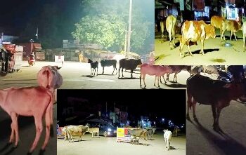 ବୈପାରିଗୁଡା ମୁଖ୍ୟଛକରେ ସଞ୍ଜ ହେବା ମାତ୍ର ରାସ୍ତା ଉପରେ ଗାଈଗୋରୁ : ପ୍ରଶାସନର ନଜର ଥାଇ ନ ଥିଲା ପରି