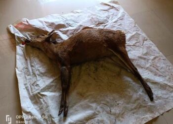 ମହୁଲି ନଦୀ ଘାଟ ରୁ ମୁତ କୁଟୁରା ଜବତ କଲା ବୈପାରିଗୁଡା ବନବିଭାଗ