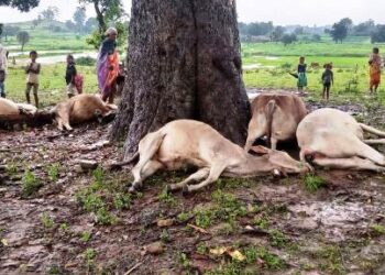 ବଜ୍ରପାତରେ ଗୋଟିଏ ବଳଦ , ଛେଳି ଓ ୫ ଗାଈ ମୃତ