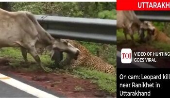 ଗାଈକୁ ଶିକାର କଲା ବାଘ : ବାଘ ଆତଙ୍କରେ ଲୋକେ ଆତଙ୍କିତ ଏବେ ଭାଇରାଲ ହେଉଛି ଭିଡିଓ – ପ୍ରଶାସନ ଦୃଷ୍ଟି ରୁ କେମିତି ଖସି ଯାଉଛନ୍ତି ଭାଇରାଲ କାରୀ