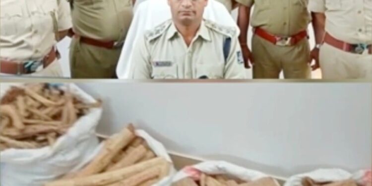 କାଶୀନଗର ପୋଲିସ ମିଳିଛି ବଡ଼ସଫଳତା : କେ.ସୀତାପୁର ଗ୍ରାମରୁ ଦୁଇ ଜଣ ଙ୍କ ଠାରୁ ମୋଟ ୭୭କେଜି ୮୦୦ଗ୍ରାମ ଚନ୍ଦନ କାଠ ଜବତ ୨ଗିରଫ