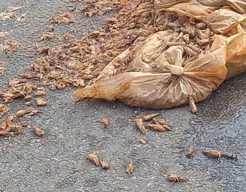 ଜାତୀୟ ରାଜପଥ କଣ ଅଳିଆଗଦା…?