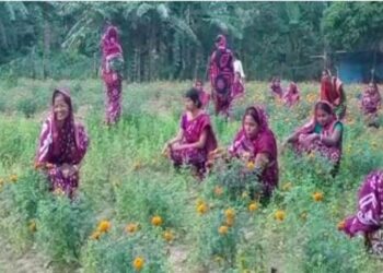 ଗେଣ୍ଡୁଫୁଲ ଚାଷକରି ସ୍ୱାବଲମ୍ବୀ ହୋଇପାରିଛନ୍ତି ୧୮ ଜଣ ମହିଳା