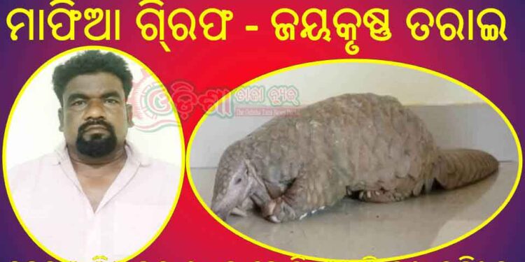 ବ୍ରାହ୍ମଣ୍ଡି ନିକଟରେ ଏକ ବଜ୍ରକାପ୍ତା ଚାଲାଣ କରାଯାଉଥିବା ବେଳେ ଚଢାଉ : ଜଣେ ମାଫିଆ ଗି୍ରଫ – ଜୟକୃଷ୍ଣ ତରାଇ