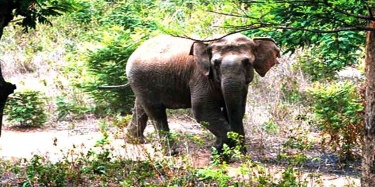 ରାଜଧାନୀରେ ବୁଲୁଛି ଦନ୍ତା : ସ୍ଥାନୀୟ ଲୋକେ ହାତୀକୁ ଦେଖି ଆତଙ୍କିତ