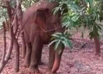 ବିଭିନ୍ନ ଅଞ୍ଚଳରେ ହାତୀ ସମେତ ବଣୁଆ ଜନ୍ତୁଙ୍କ ଉପଦ୍ରବରେ ଚାଷୀ କୁଳ ଭୟଭୀତ ପ୍ରଶାସନ ଦୃଷ୍ଟି ଦେବାକୁ ଦାବି