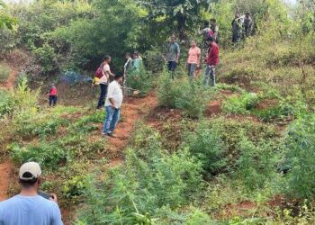 ୨୮ ଏକର ସରକାରୀ ଜମିରେ ଚାଷ ହୋଇଥିଲା ଗଞ୍ଜେଇ : ଚଢାଉ କରି ନଷ୍ଟ କଲା ପୋଲିସ ଓ ଅବକାରୀ ବିଭାଗ