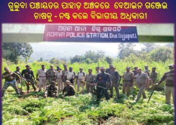 ଗୁଲୁବା ପଞ୍ଚାୟତର ପାହାଡ଼ ଅଞ୍ଚଳରେ ହୋଇଥିବା ବେଆଇନ ଗଞ୍ଜେଇ ଚାଷକୁ ନଷ୍ଟ କଲେ ବିଭାଗୀୟ ଅଧିକାରୀ