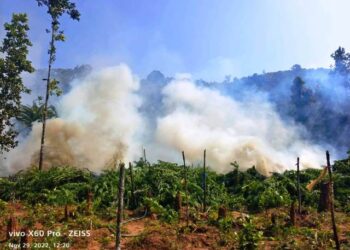 ୮ କୋଟିର ଗଞ୍ଜେଇ ଗଛ ନଷ୍ଟ