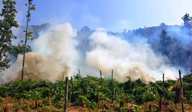 ୮ କୋଟିର ଗଞ୍ଜେଇ ଗଛ ନଷ୍ଟ