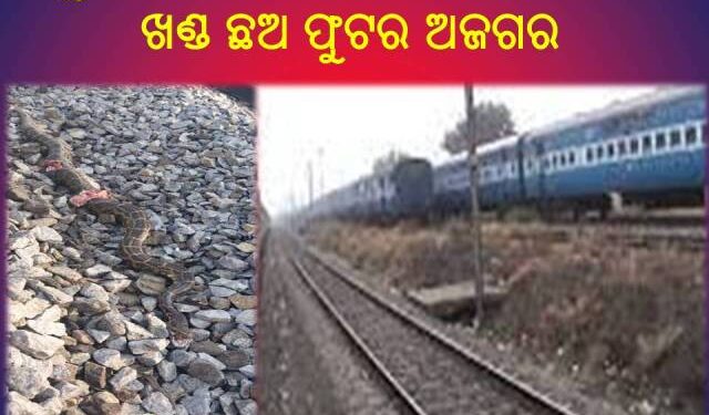 ବାଲୁଗାଁ ଏନଏସି ଅନ୍ତର୍ଗତ : ରେଳ ଧାରଣାରେ ଖଣ୍ଡ ଖଣ୍ଡ ଛଅ ଫୁଟର ଅଜଗର