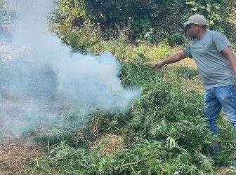 ୨୦ ଏକର ଗଞ୍ଜେଇ ଚାଷ ନଷ୍ଟ କଲା ବୈପାରିଗୁଡା ପୋଲିସ