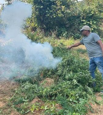 ୨୦ ଏକର ଗଞ୍ଜେଇ ଚାଷ ନଷ୍ଟ କଲା ବୈପାରିଗୁଡା ପୋଲିସ