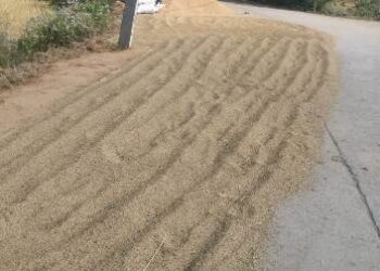 ଧାନ ମାଣ୍ଡି ଶୀଘ୍ର ନ ଖୋଲିବା ଦ୍ବାରା ବିଫଳ ସମ୍ମୁଖିନ ହେଉଅଛି