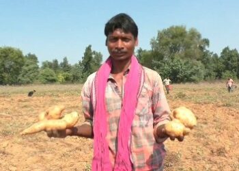 ବଲାଙ୍ଗିର ଜିଲ୍ଲ ପାଟଣାଗଡ ବ୍ଲକ : କନ୍ଦମୂଲ ଚାଷକରି ଚିନ୍ତାରେ ଚାଷୀ ,ଲୋକ ବୁଝୁନାହାନ୍ତି କି କିଣୁ ନାହାନ୍ତି – ଘରେ କ୍ୱିଣ୍ଟାଲ କ୍ୱିଣ୍ଟାଲ ପଡି ରହିଛି