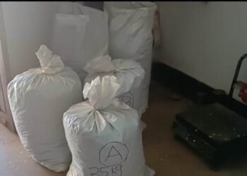 ପୋଲିସ ପକ୍ଷରୁ ଗଛିତ ଥିବା ବିଫୁଳ ପରିମାଣର ଗଞ୍ଜେଇ ଜବତ