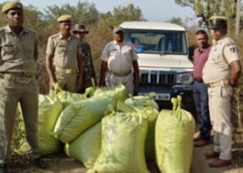 ୫ କୁଇଣ୍ଟାଲ ଗଞ୍ଜେଇ ଜବତ – ମାଫିଆ ଫେରାର
