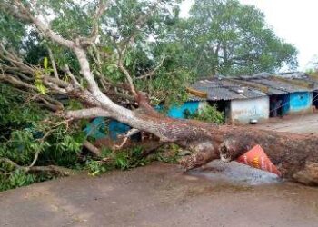 ଅଦିନିଆ ବର୍ଷାରେ ଗଛ ପଡି ଘର ନଷ୍ଟ  : ଦୁଇ ପରିବାର ଅଳ୍ପକେ ବତ୍ତିଲେ