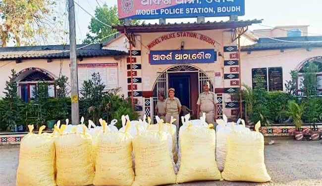 ବୌଦ୍ଧ ଜିଲ୍ଲା ଗଞ୍ଜେଇ ମାଫିଆଙ୍କ ପାଇଁ ଭୂସ୍ୱର୍ଗ ପାଲଟିଛି : ୨ ମାସରେ ୧୦୦ କ୍ୟୁଣ୍ଟାଲ ଗଞ୍ଜେଇ ଜବତ