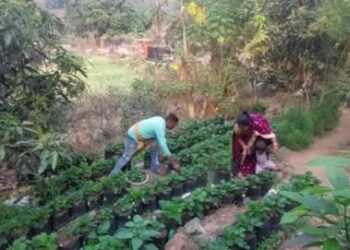 ପାହାଡ଼ରେ ଷ୍ଟ୍ରବେରୀ ଚାଷ