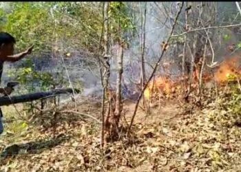 କମେବିଟ ଜଙ୍ଗଲର ନିଆଁକୁ ଆୟତ୍ତ କଲେ ବନ କର୍ମଚାରୀ