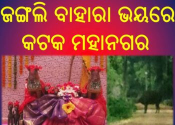 ଜଙ୍ଗଲି ବାହାରା ଭୟରେ ନୂଆଗଡ଼ ଗ୍ରାମବାସୀ ଘରୁ ବାହାରିବାକୁ ଭୟ କରୁଛନ୍ତି