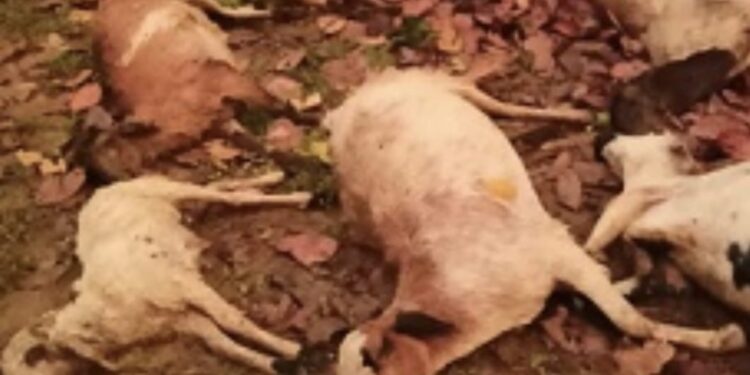 କାଶୀନଗର ବ୍ଲକ ଖାଣ୍ଡବା ପଞ୍ଚାୟତ ର ସାରାଗ୍ରାମରେ କାଳବୈଶାଖୀ ତାଣ୍ଡବ ବଜ୍ରପାତରେ ୧୨ ମେଣ୍ଢା ଙ୍କ ମୃତ୍ୟୁ