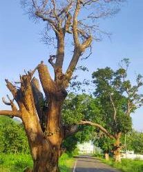 ବିପଦକୁ ଆମନ୍ତ୍ରଣ କରୁଛି ରାସ୍ତାପାର୍ଶ୍ବ ଶୁଖିଲା ଗଛ