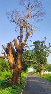 ବିପଦକୁ ଆମନ୍ତ୍ରଣ କରୁଛି ରାସ୍ତାପାର୍ଶ୍ବ ଶୁଖିଲା ଗଛ