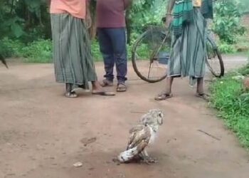 ବିରଳ ପେଚା  ଉଦ୍ଧାର : ଚାନ୍ଦପୁର