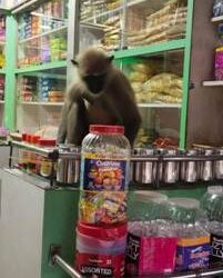 ଭୁବନ ରେ ହନୁ ମାଙ୍କଡ ଙ୍କ ଉତ୍ପାତ