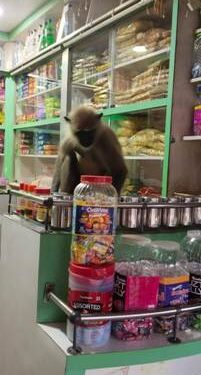 ଭୁବନ ରେ ହନୁ ମାଙ୍କଡ ଙ୍କ ଉତ୍ପାତ