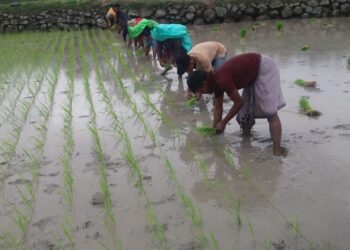 ଫୁଟ୍ଟାସିଙ୍ଗ୍ ଗ୍ରାମବାସୀ ଅଣ୍ଟା ବିଢି ଲଗାଣ ବର୍ଷାରେ କ୍ଷେତ୍ରରେ ଲାଗିଛି ଧାନ ରୁଆ