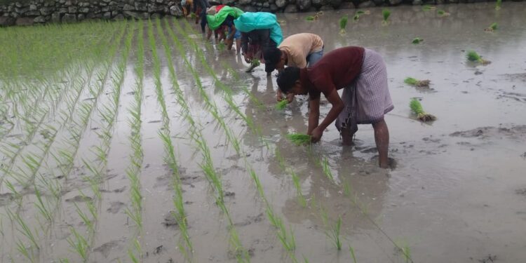 ଫୁଟ୍ଟାସିଙ୍ଗ୍ ଗ୍ରାମବାସୀ ଅଣ୍ଟା ବିଢି ଲଗାଣ ବର୍ଷାରେ କ୍ଷେତ୍ରରେ ଲାଗିଛି ଧାନ ରୁଆ