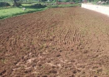 ସାରାପ୍ ସିଂ ଗ୍ରାମରେ ବିଲରେ ଧାନ ତଳି ଘରା,ମାଣ୍ଡିଆ ମରୁଡି ହେବାର ଆଶଙ୍କା ରହିଛି