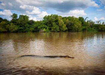 ଘୋଡାହାଡ ନଦୀରେ କୁମ୍ଭୀର ଭିଡିଓ ଭାଇରାଲ : ଅଞ୍ଚଳବାସୀ ଆତଙ୍କିତ