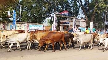 ଗାଈଗୋରୁ ବ୍ୟବସାୟୀଙ୍କ ବର୍ବରତା, ପ୍ରଶାସନର ଦୃଷ୍ଟି ନାହିଁ