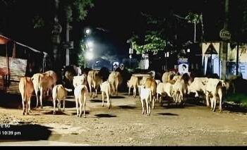 ପାଟଣାଗଡ଼ ମୂଖ୍ୟ ରାସ୍ତାରେ ଗୋମାତା ଓ ଷଣ୍ଢବୋପା ଙ୍କ ଧାରଣ : ଦାବି ପୂରଣ ପାଇଁ ଦୃଷ୍ଟି ଦେବେ କି ଏନଏସି