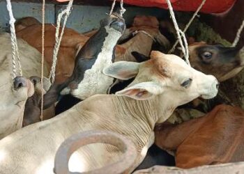ଗୋରୁ ବୋଝେଇ ଗାଡି ଜବତ : ଜଣେ ଗିରଫ – ୧୧ ଟି ଗୋରୁ ଉଦ୍ଧାର