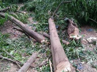 ୪୨ମୌଜା ଶ୍ରୀରାମ ଶନିମନ୍ଦିର ଗଡା ନଦୀବନ୍ଧ କଡରୁ ଗଛକଟା ସହିତ ଚୋରି : ପ୍ରକୃତିପ୍ରେମୀ ଓ ନଦୀବନ୍ଧ ସୁରକ୍ଷା କର୍ମୀମାନଙ୍କ ବିରୋଧ – ରାଜସ୍ୱ ବିଭାଗ ଓ ପୋଲିସ୍ ପ୍ରଶାସନ ପଦକ୍ଷେପ ପାଇଁ ଦାବି  