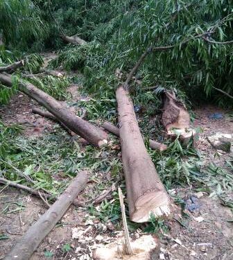 ୪୨ମୌଜା ଶ୍ରୀରାମ ଶନିମନ୍ଦିର ଗଡା ନଦୀବନ୍ଧ କଡରୁ ଗଛକଟା ସହିତ ଚୋରି : ପ୍ରକୃତିପ୍ରେମୀ ଓ ନଦୀବନ୍ଧ ସୁରକ୍ଷା କର୍ମୀମାନଙ୍କ ବିରୋଧ – ରାଜସ୍ୱ ବିଭାଗ ଓ ପୋଲିସ୍ ପ୍ରଶାସନ ପଦକ୍ଷେପ ପାଇଁ ଦାବି  