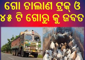 ରାଇରଙ୍ଗପୁର ଗ୍ରାମାଞ୍ଚଳ ପୋଲିସ ଦ୍ବାରା ଗୋ ଚାଲାଣ ଟ୍ରକ୍ ଓ ୪୫ ଟି ଗୋରୁ କୁ ଜବତ