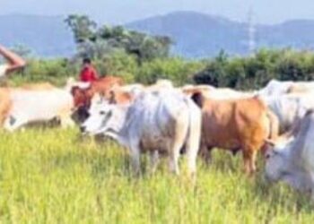 ମୋହନା ବ୍ଲକରେ ଧାନକ୍ଷେତରେ ଗୋରୁ ଚରାଇଲେ – ଚାଷୀ