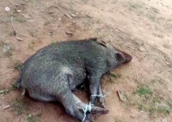 ମୃତ ବରହା ଓ ବାଇକ୍ ଜବତ – ଶିକାରୀ ଚଂପଟ