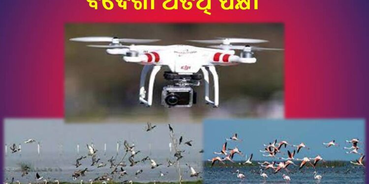 ଡ୍ରୋନ କ୍ୟାମେରା ନଜରରେ ଚିଲିକା ରେ ବିଦେଶୀ ଅତିଥି ପକ୍ଷୀ !!!